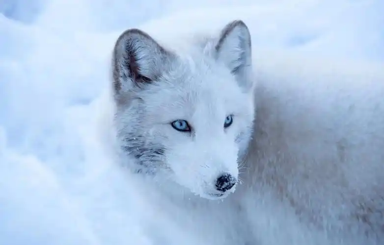 四川男子救下受伤白狐,一年后外出遇险,危难时刻白狐拦路报恩_老汉_小