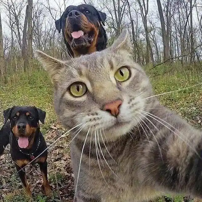 搞笑头像#猫 猫咪搞怪自拍头像. - 抖音