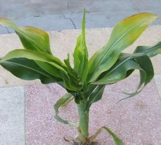 "联众"小百科——玉米矮花叶病