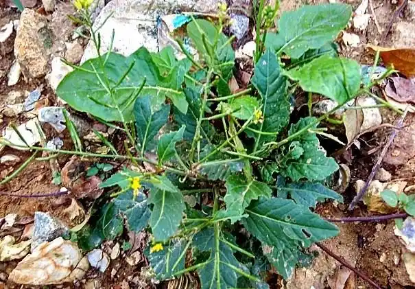 这种农村常见的"绿豆草",能止咳平喘,增强食欲,你见过吗