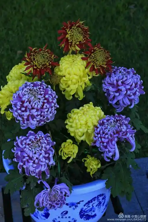 十月,菊花盛开最美的季节,我失去了最亲至爱!