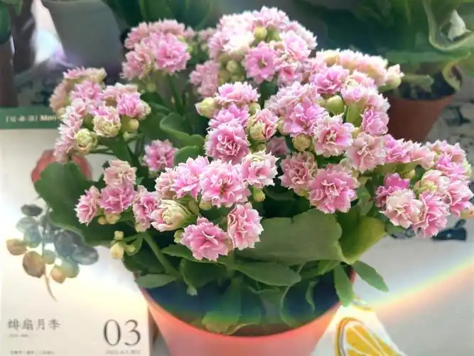 长寿花安娜公主