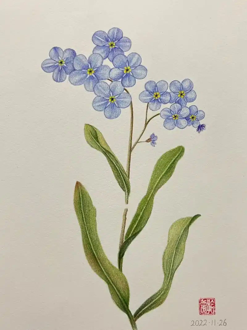 彩铅花卉——勿忘我,附步骤图 临摹水彩《花开有时·2023》 彩铅:阿泰