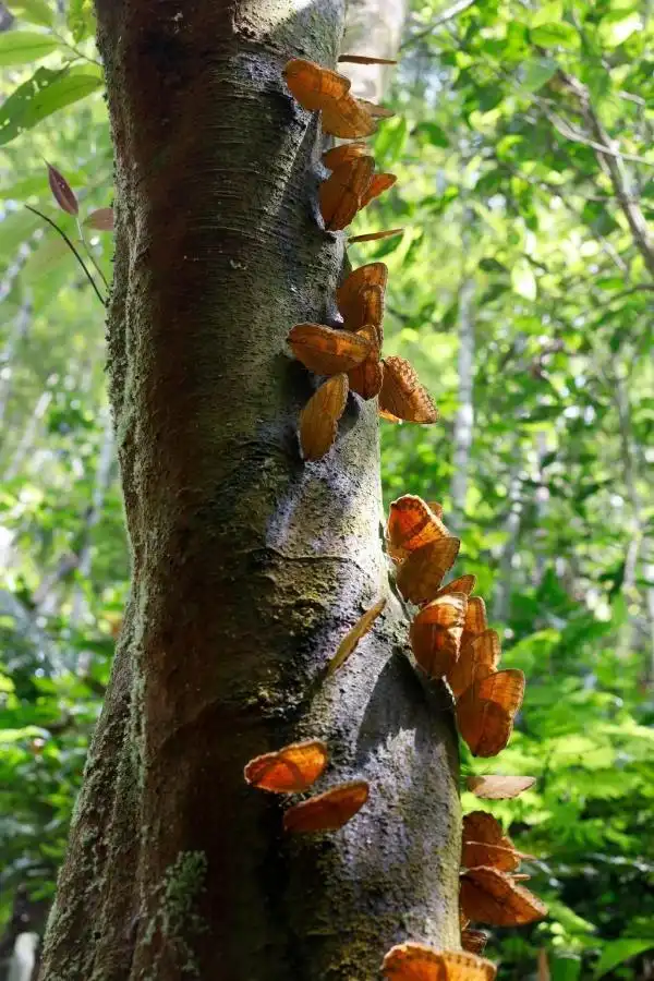 云南蝴蝶大爆发 网友:这大概需要15万个香妃