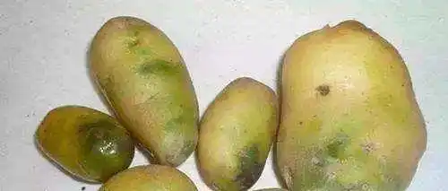 土豆皮变绿了都是不能吃的哦,所以我们在削土豆的时候发现土豆变绿了