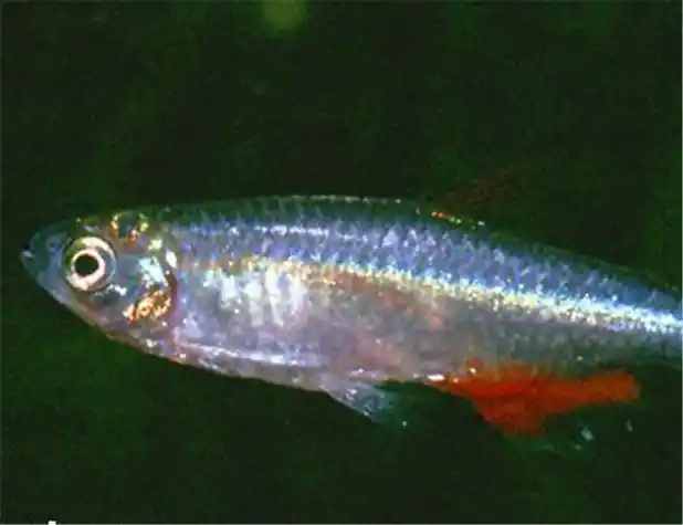 鱼体亚纺锤形,偏长,可达5厘米左右,侧扁.背鳍居中,形与扯旗鱼类相似.