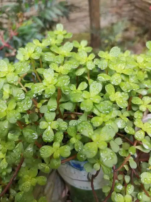峨眉山的中草药凹叶景天