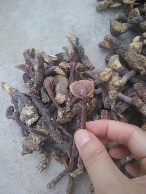 农家自采 纯正野生正品无硫 小灵芝泡酒煲汤食用菌直径1—2cm散装