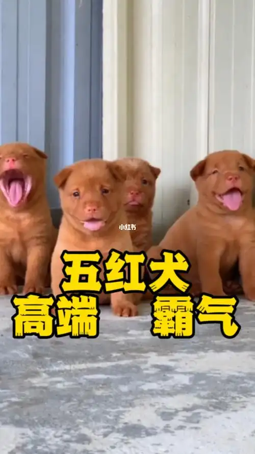 五红犬