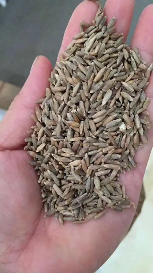 江油鸡喜欢吃什么牧草报价