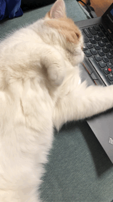 当初劝我猫狗双全的朋友,我想跟你绝交了!