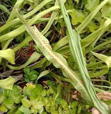 化石草结石草纯野生生长在悬崖峭壁的草药