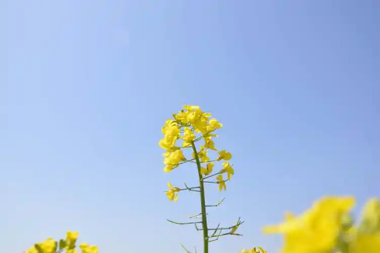 有"财"的油菜花海