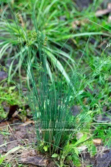 每日一味中药-灯心草