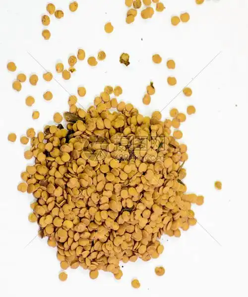 番茄种子播停的子番茄