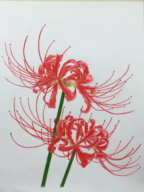 彩铅彼岸花