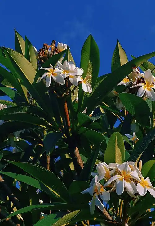 广州华南植物园