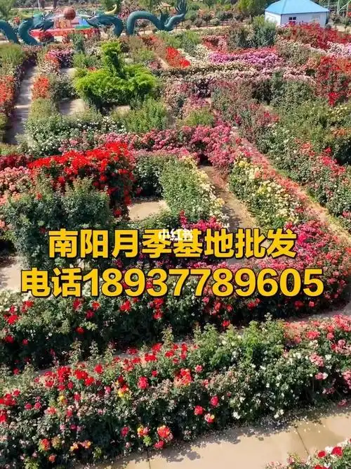南阳月季种植基地,南阳月季批发基地,千亩基地总部批发,月季树,裸根苗