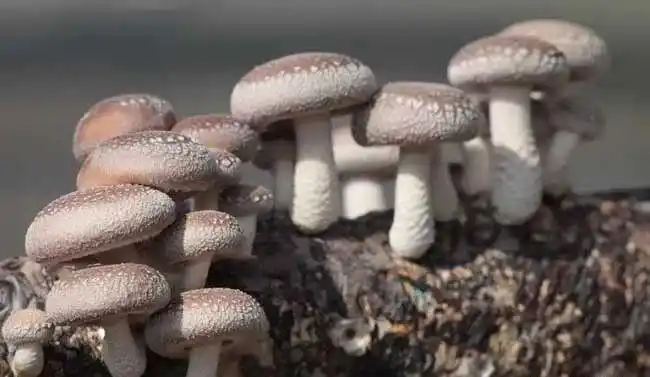 食用菌类图片及名称大全