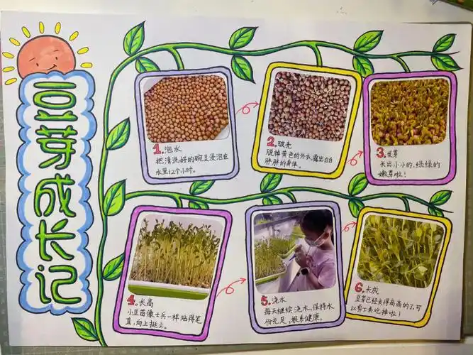 豆芽成长记