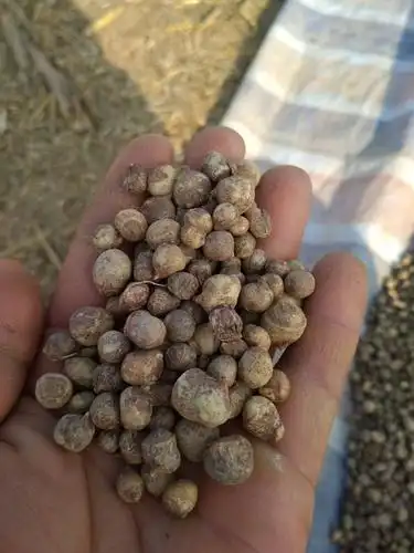 半夏种子 大量出售半夏种球,保质保量