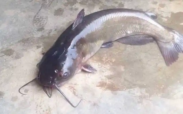 梭边鱼是不是鲶鱼