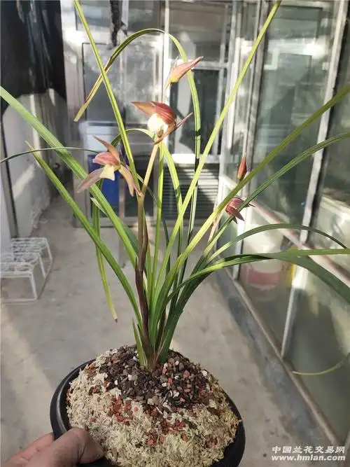 绿兰一代天骄大红袍花开共赏