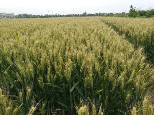 2020年郑麦1860示范基地小麦赤霉病防治建议 - 美篇