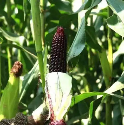 姜家鲜食黑玉米上市啦邀你尝鲜