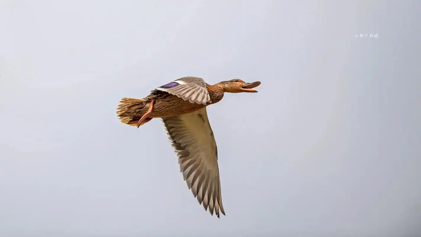 又名大头绿(雄),蒲鸭(雌) - 抖音