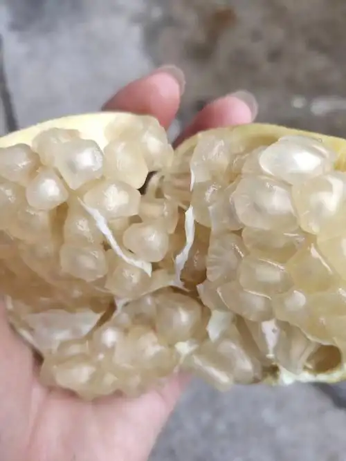 怀远特产白玉石籽石榴