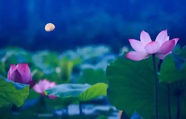 荷塘月色,柔柔的月光如水,倾泻在静谧的荷塘,荷花在月下,或含苞,或