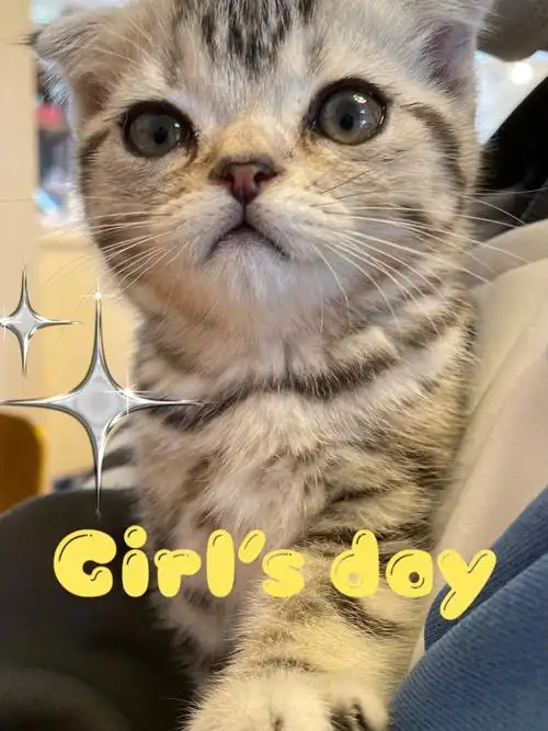 西安猫舍  #西安宠物店  #虎斑 #折耳猫  #虎斑折耳  #虎斑我的颜值