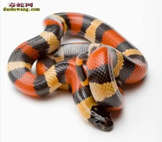 组图牛奶蛇品种大全带来了解奶蛇有哪些品种