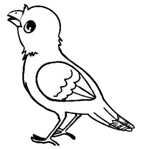 卡通八哥怎么画 八哥简笔画图片素描