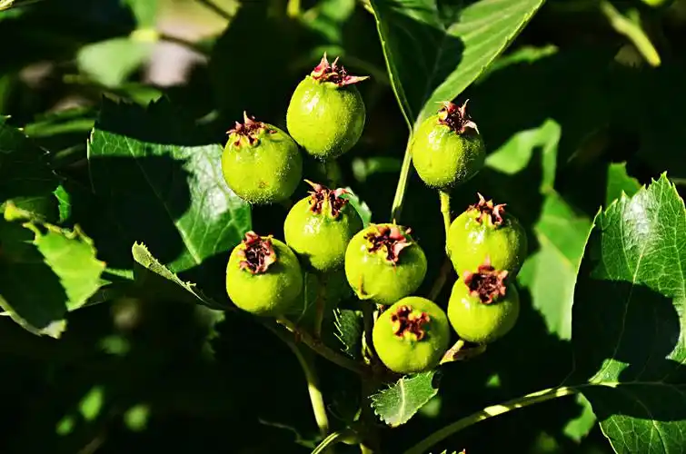 汾河公园 青山楂