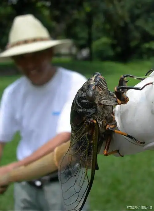 知了三月就鸣叫,这预示着什么?三点原因须弄懂!