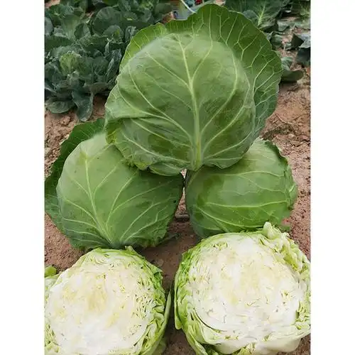 3,牛心甘蓝是甘蓝中的一个新品种,湖北加油.