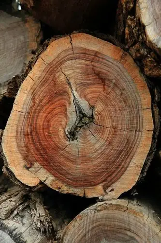 大四班——艺术课《大树的年轮》