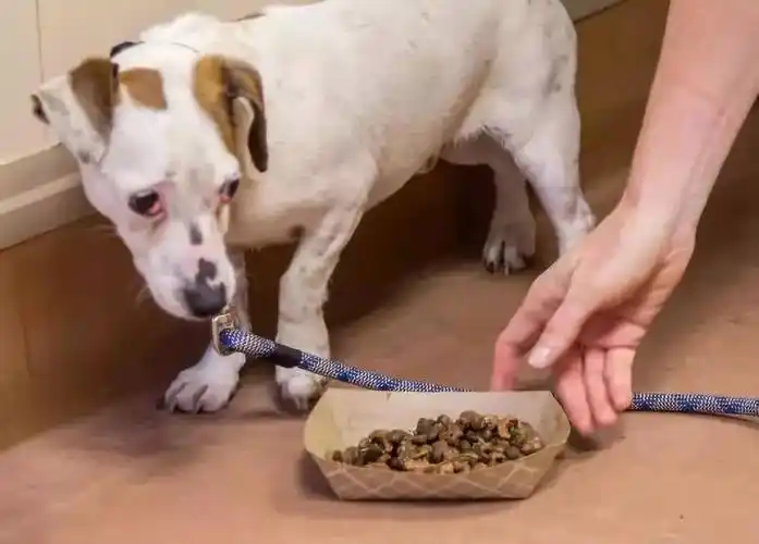 狗狗护食纠正:从入门到解决