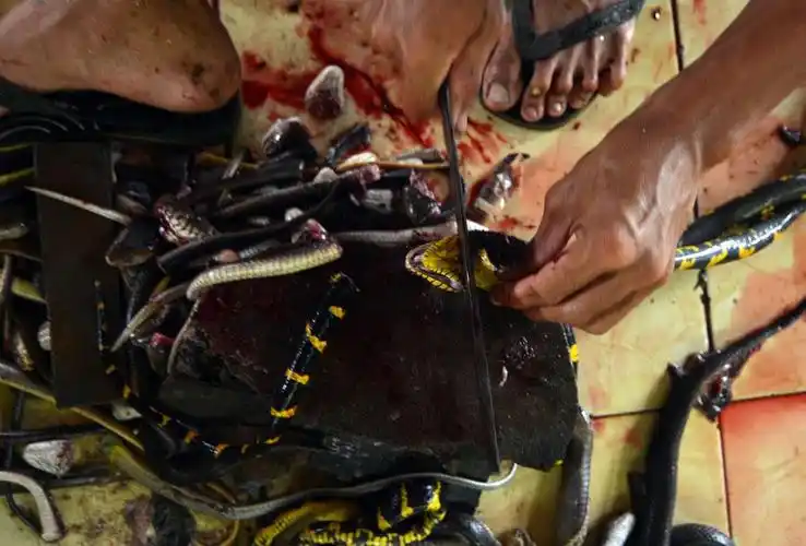 探访印尼屠蛇场手剥蛇皮尸体制成蛇干组图