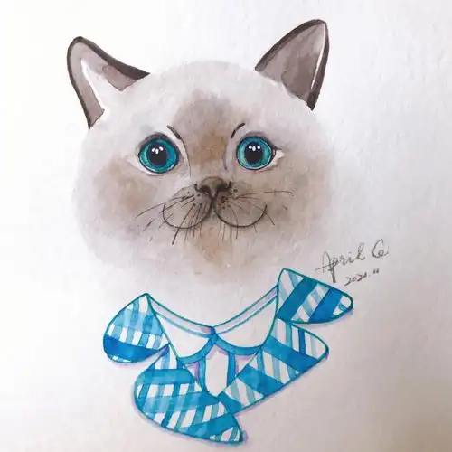 抱住可爱小英短水彩手绘宠物头像