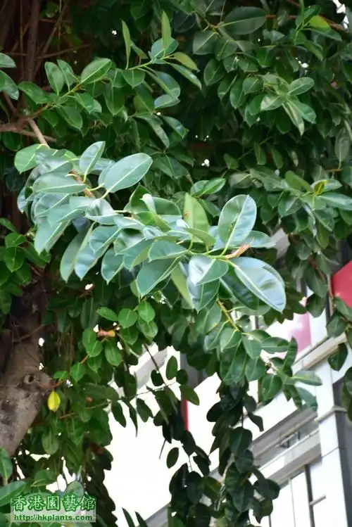 齐来认识香港树木 3/5/2016更新