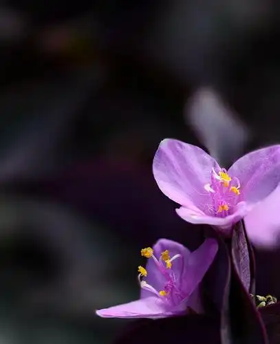 两支红色紫罗兰