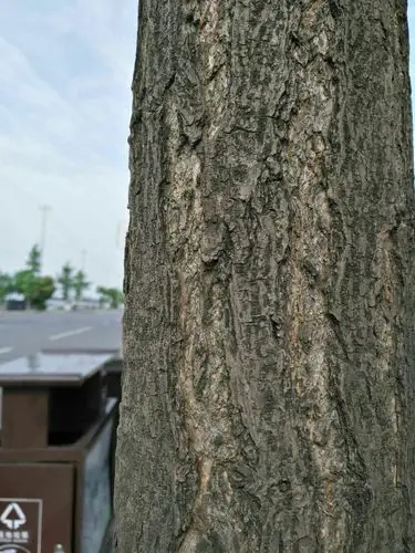 银杏的树皮也很有特色.