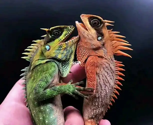 高山角蜥冷门炫酷的宠物蜥蜴