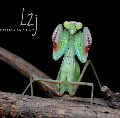 森林野人  盖菱背螳 盖盾螳螂 盾螳 螳螂活体 另类宠物 摄影昆虫