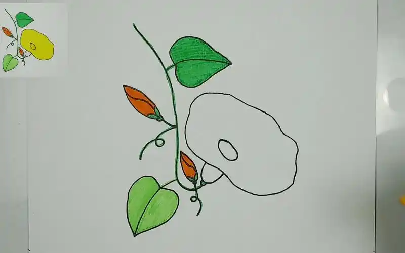 儿童简笔画 - 黄色的牵牛花 每天一幅简笔画143 零基础学画画