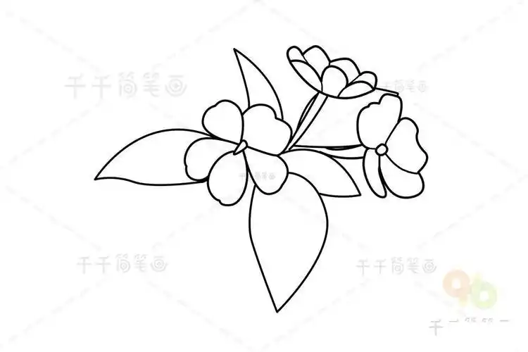 凤仙花简笔画的画法