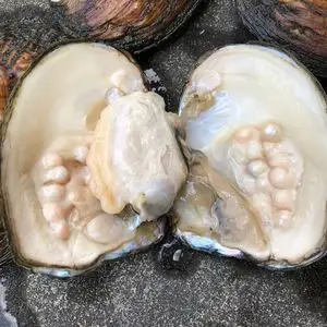 海水珍珠蚌鲜活包邮